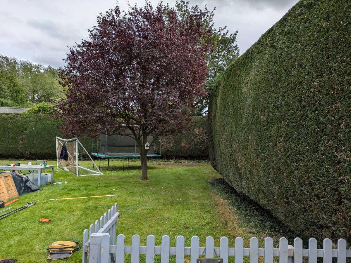 plum cherry next to trimmed hedge