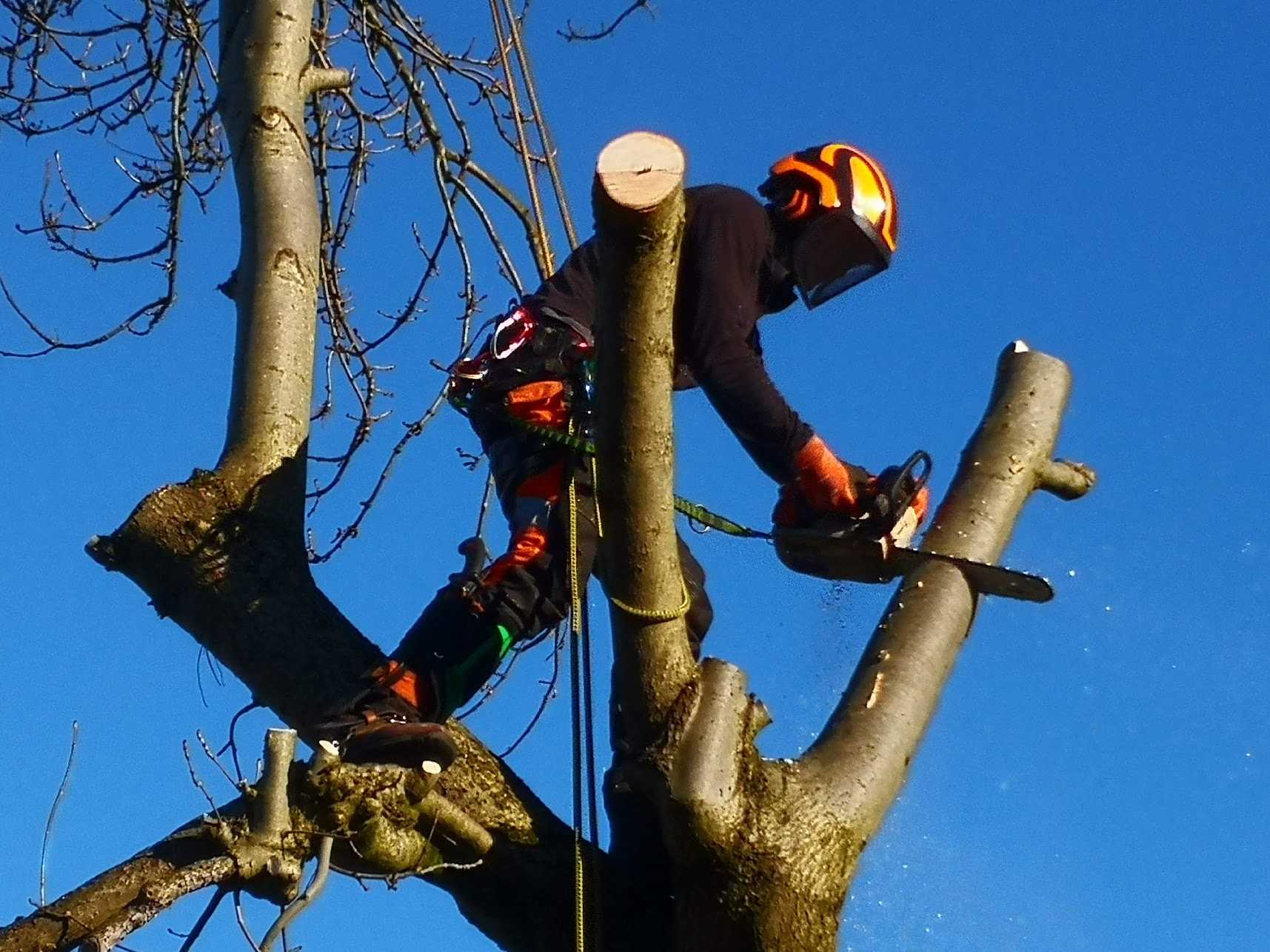 Tree Removal