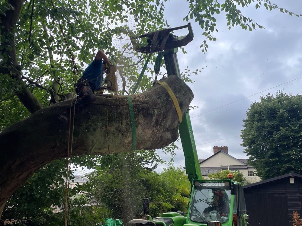 Tree Removal