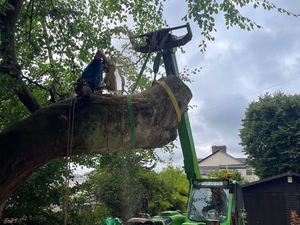Tree Removal