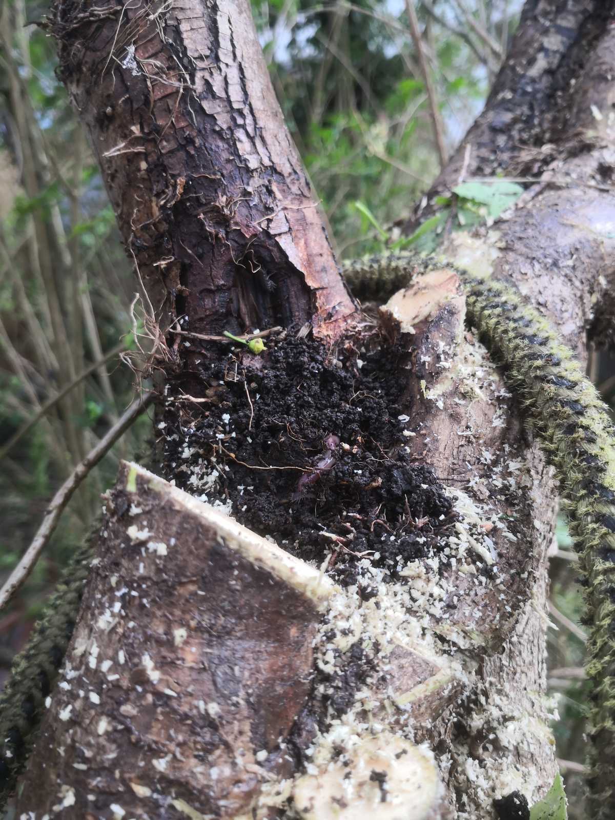 ivy-removal