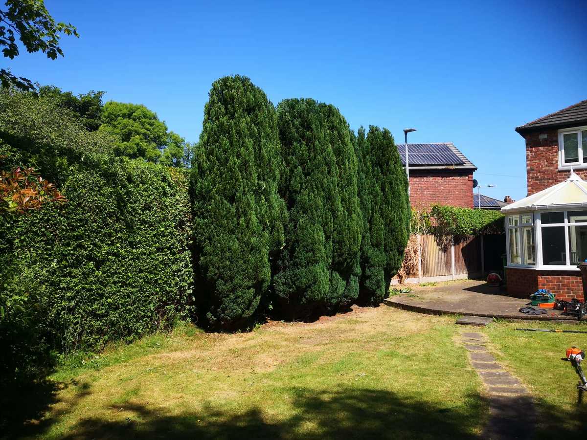 conifer-reduction-three-trees