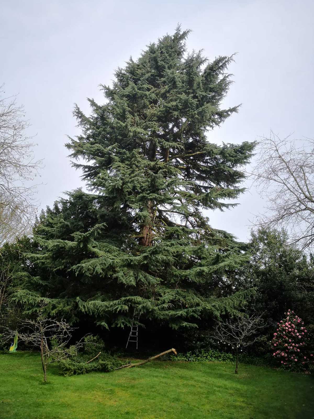 crown-lifting-before