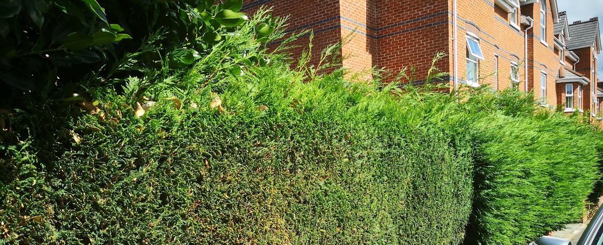 Hedges