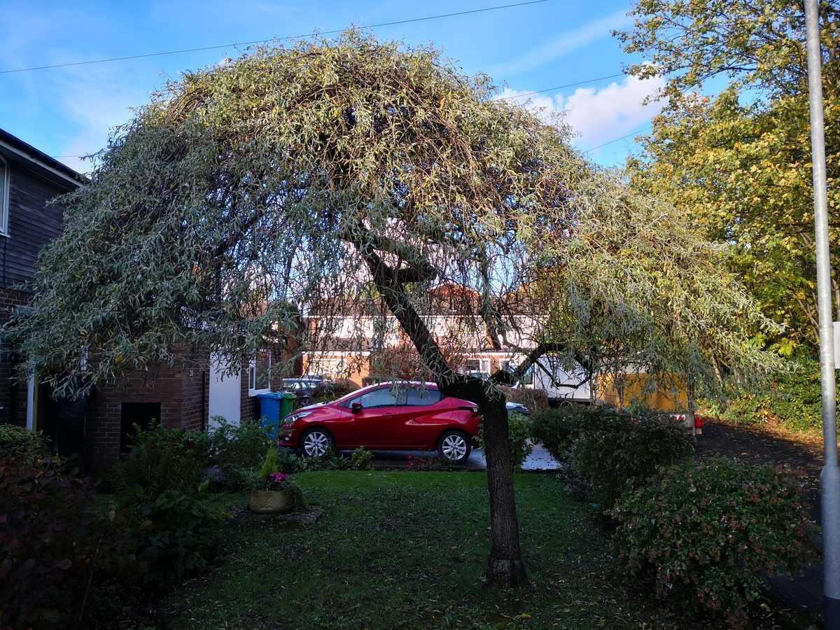 fruit-tree-pruning-before