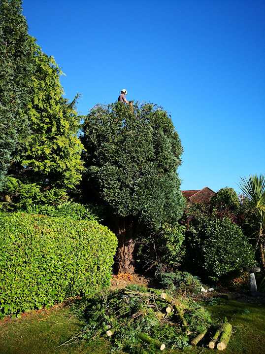 Tree pruning