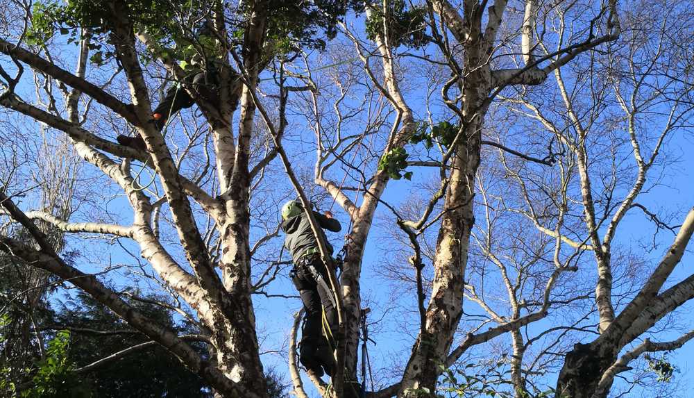 Ivy removal