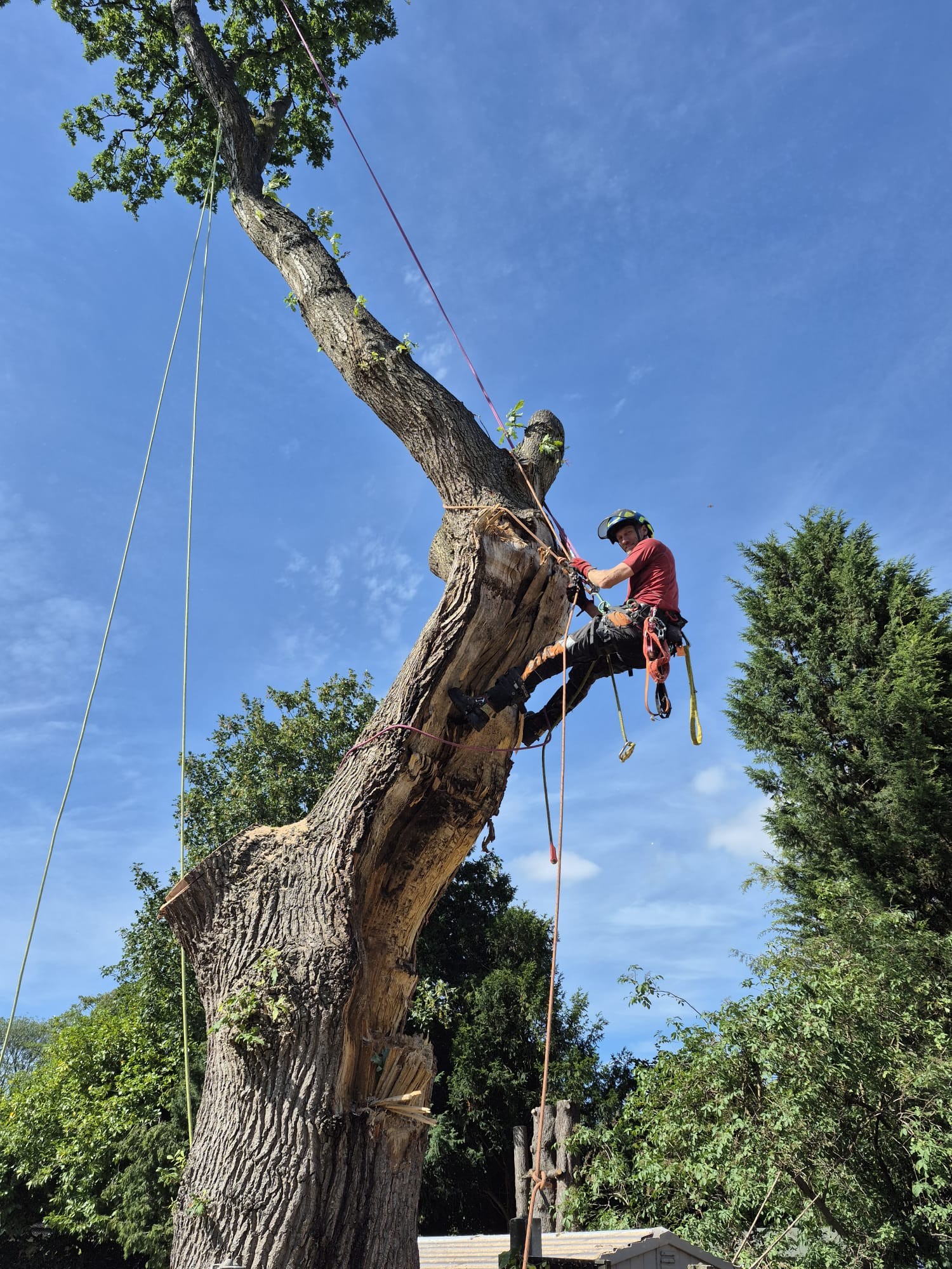 Tree Removal