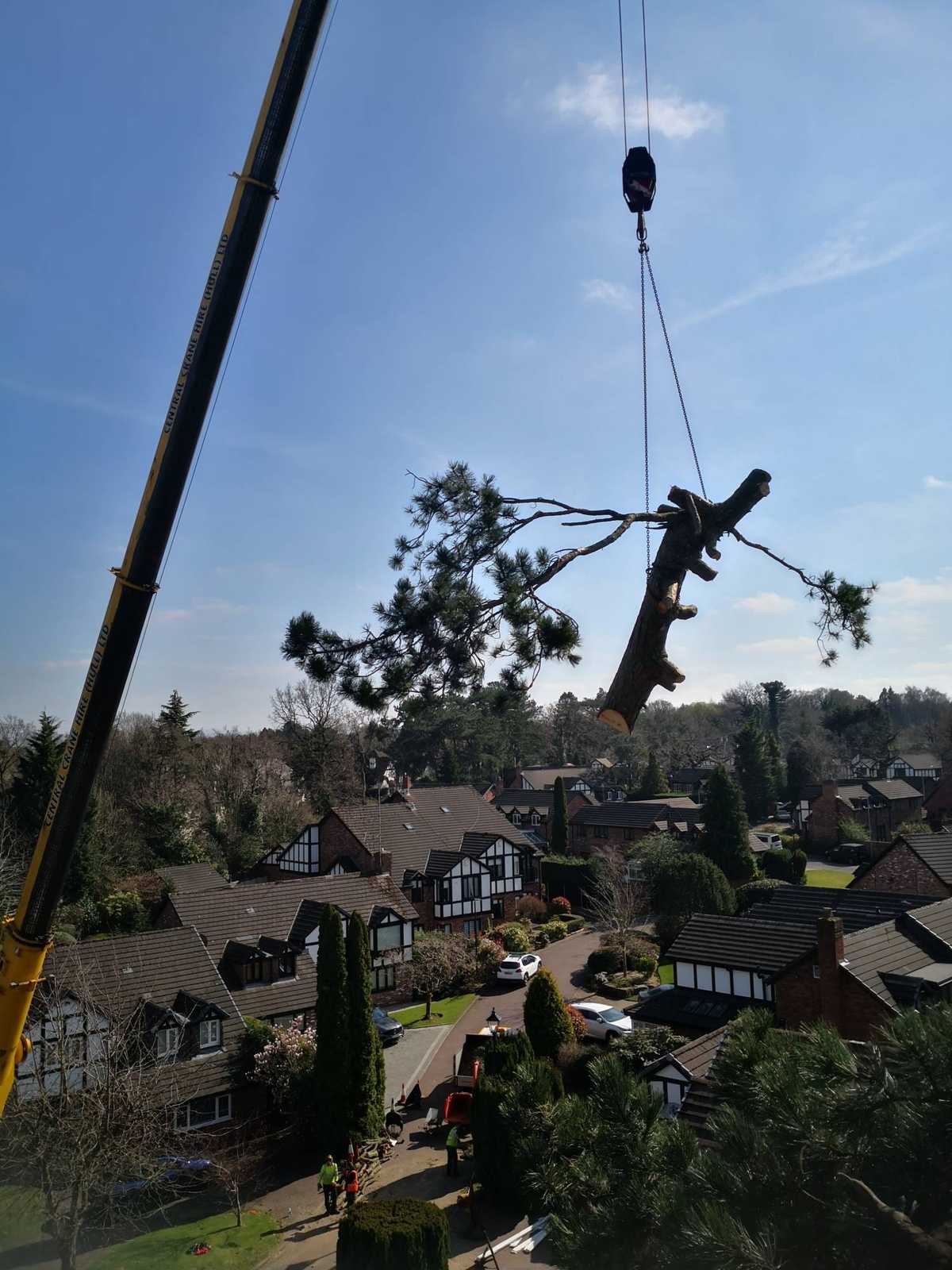 crane lifting branch