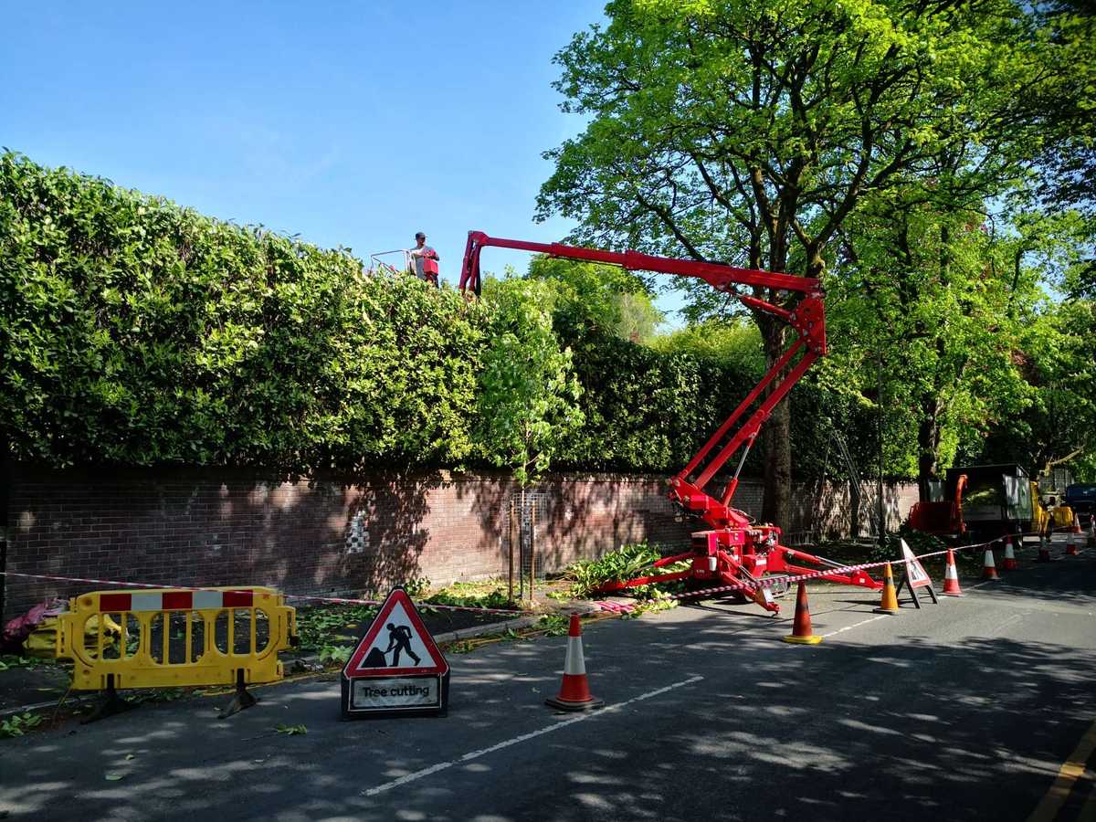 large hedge with a cherry picker trimming the top