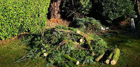 Tree pruning