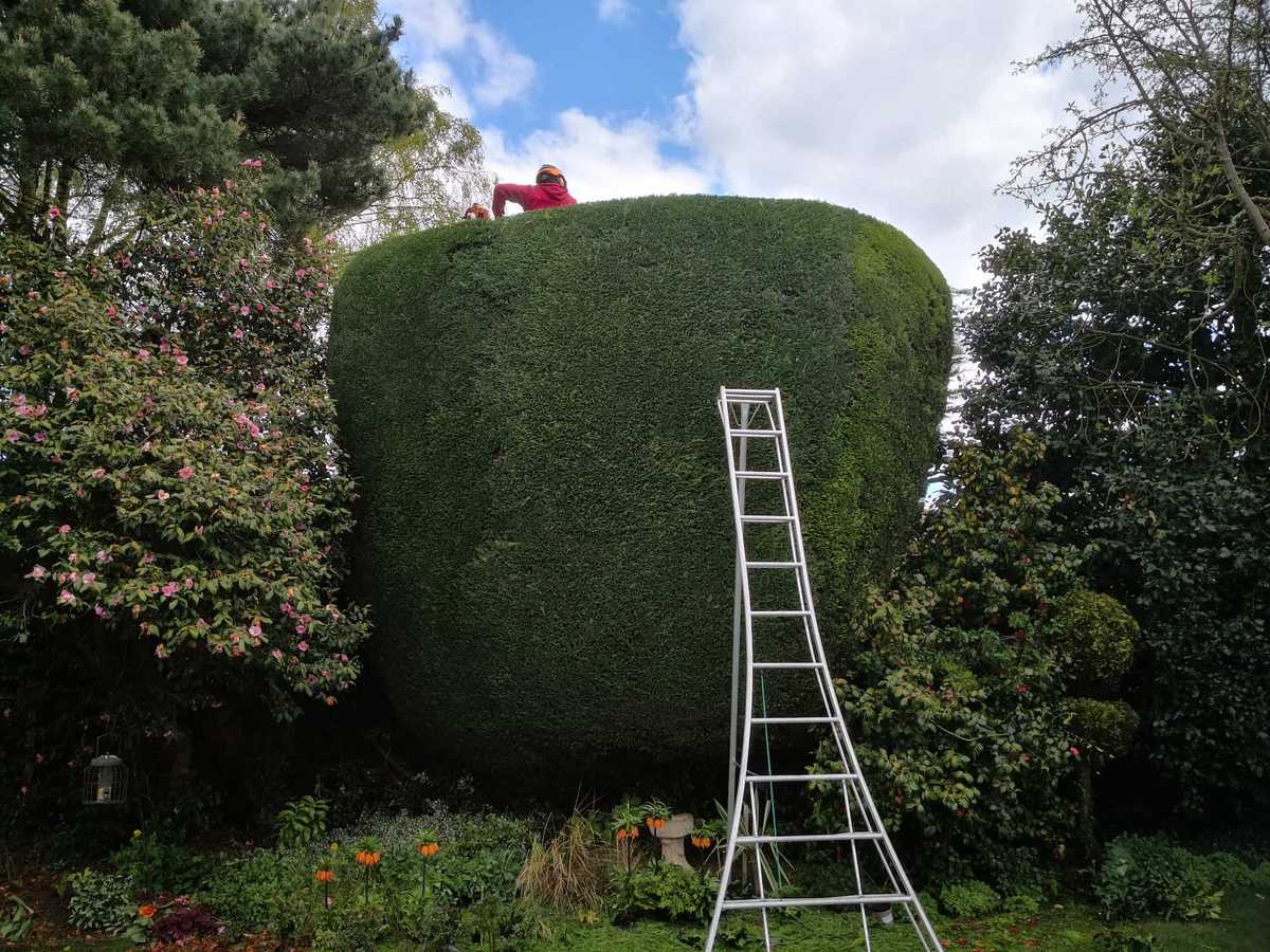 conifer-reduction-man-behind-tree