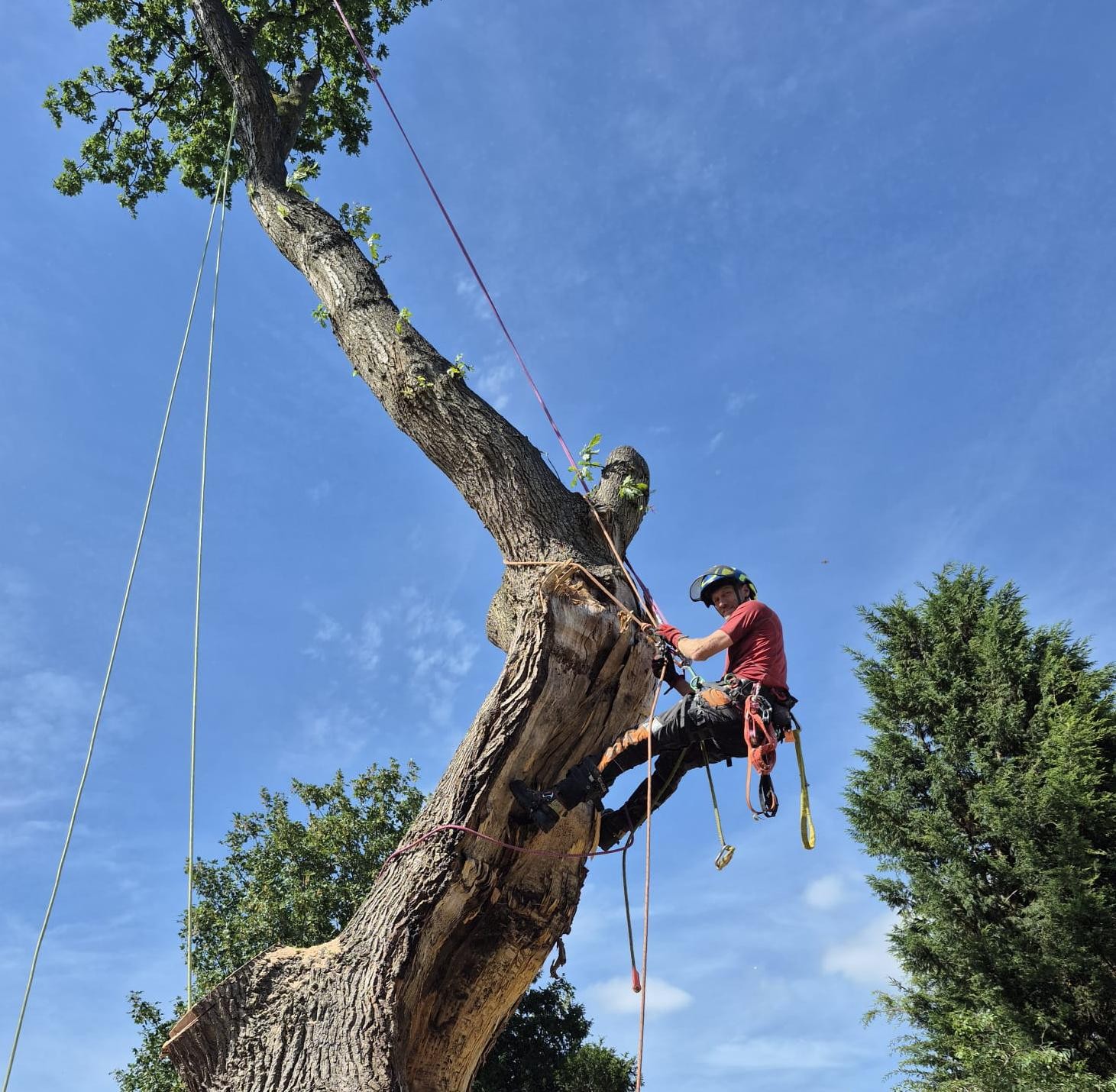 Tree Removal