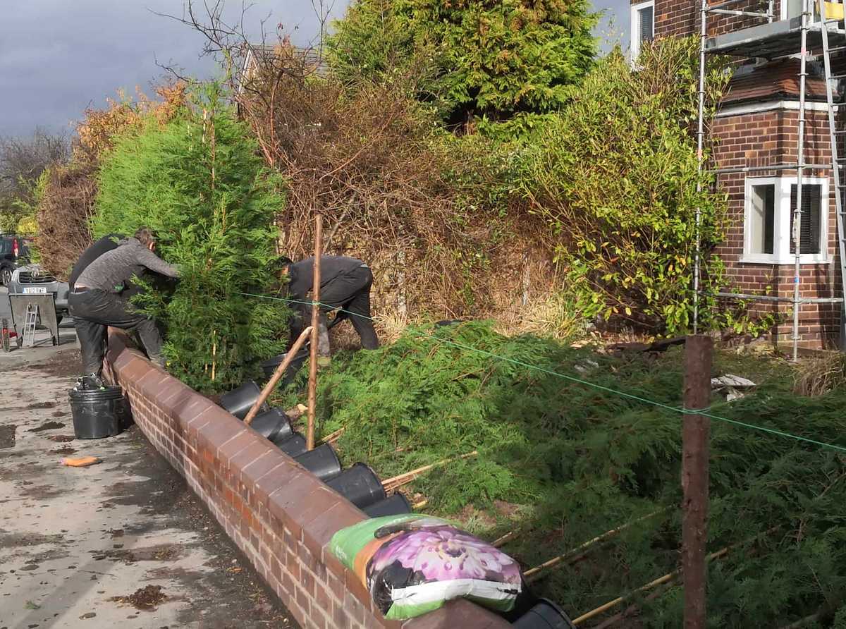 planting-trees-in-front-garden