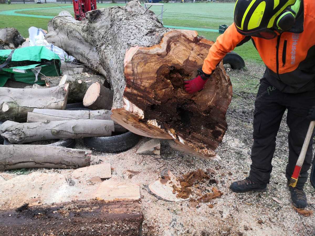 felled trunk with rotten heart wood
